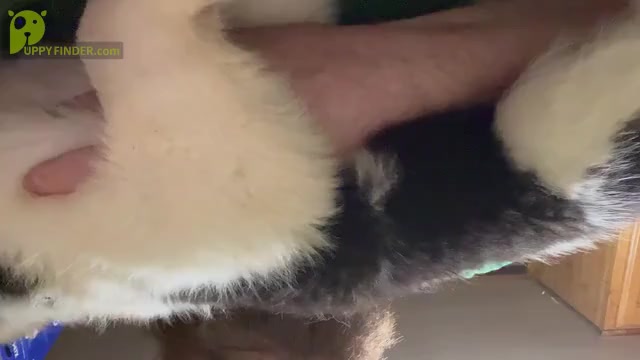 Video preview image #5  Breeder Profile in CONNEAUT, OH, USA