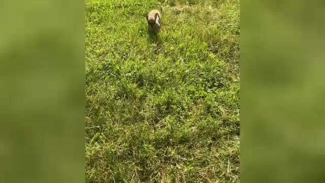 Video preview image #12 Chihuahua Puppy For Sale in WARSAW, IN, USA