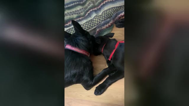 Video preview image #2 German Shepherd Dog Puppy For Sale in BOKOSHE, OK, USA