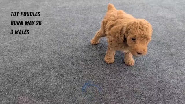 Video preview image #2 Poodle (Toy) Puppy For Sale in GOSHEN, IN, USA