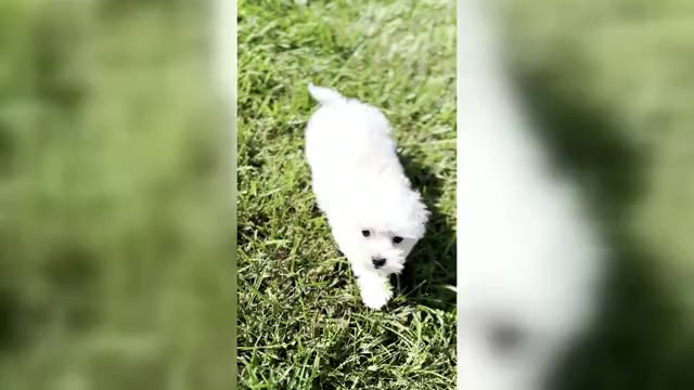 Video preview image #1 Maltese Puppy For Sale in WARSAW, IN, USA
