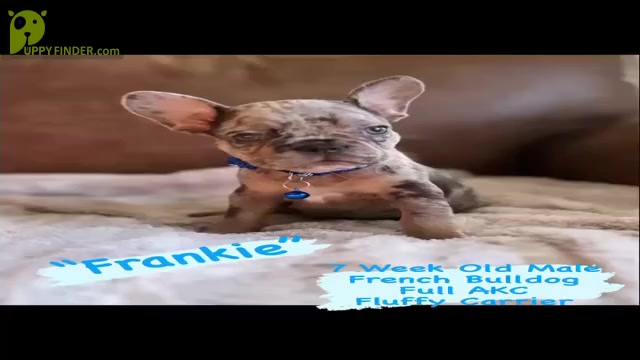 Video preview image #3 French Bulldog Puppy For Sale in SARATOGA SPRINGS, NY, USA