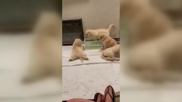 Video preview image #1  Breeder Profile in YUMA, AZ, USA