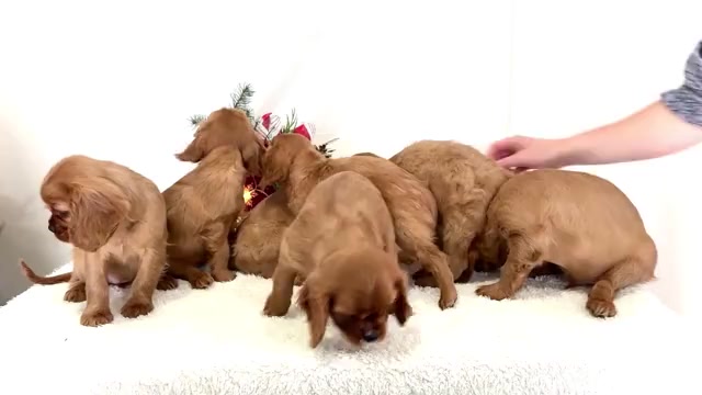 Video preview image #1 Cavalier King Charles Spaniel Puppy For Sale in WAKARUSA, IN, USA