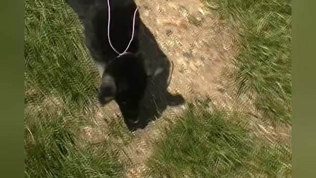 Video preview image #1 German Shepherd Dog Puppy For Sale in PIEDMONT, MO, USA