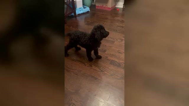 Video preview image #3 Goldendoodle Puppy For Sale in CLARKSVILLE, TN, USA