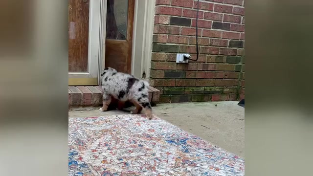 Video preview image #6 Miniature Australian Shepherd Puppy For Sale in HARRISON, OH, USA