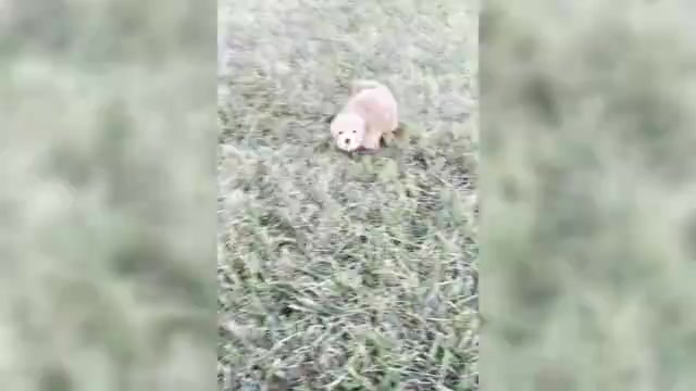 Video preview image #1 Maltipoo Puppy For Sale in WARSAW, IN, USA