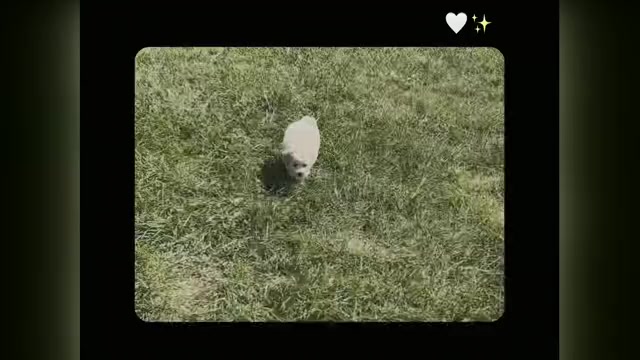 Video preview image #1 Maltipoo Puppy For Sale in WARSAW, IN, USA