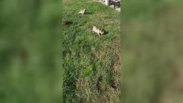 Video preview image #1 French Bulldog Puppy For Sale in YUCAIPA, CA, USA