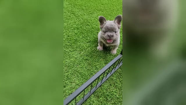Video preview image #5 French Bulldog Puppy For Sale in LAS VEGAS, NV, USA