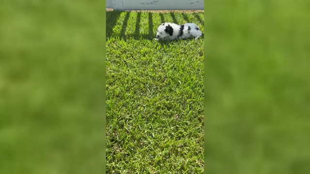 Video preview image #10 Miniature Bernedoodle Puppy For Sale in AUBURNDALE, FL, USA