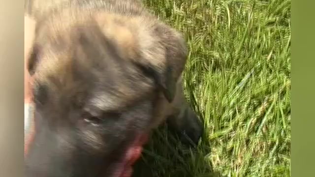 Video preview image #1 German Shepherd Dog Puppy For Sale in PIEDMONT, MO, USA