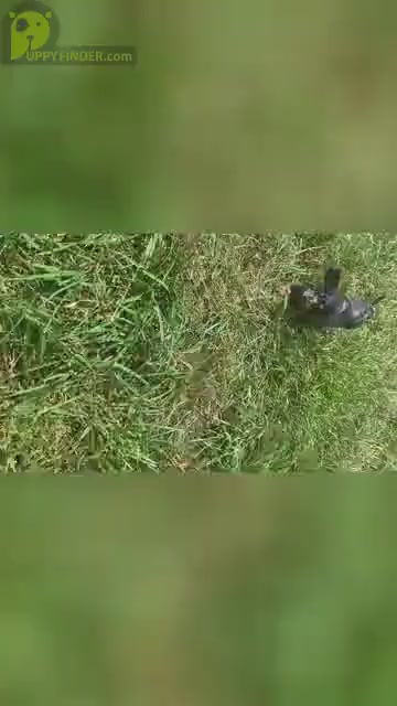 Video preview image #16 Dachshund Puppy For Sale in WARSAW, IN, USA