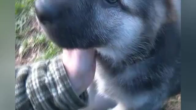 Video preview image #1 German Shepherd Dog Puppy For Sale in PIEDMONT, MO, USA