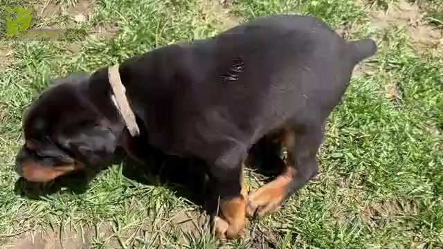 Video preview image #1 Doberman Pinscher Puppy For Sale in PALMDALE, CA, USA