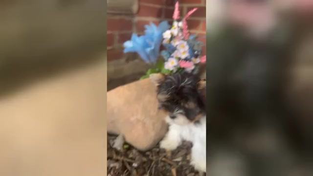 Video preview image #1 Biewer Terrier Puppy For Sale in LATHRUP VILLAGE, MI, USA