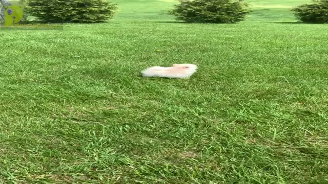 Video preview image #2 Pomeranian Puppy For Sale in WARSAW, IN, USA