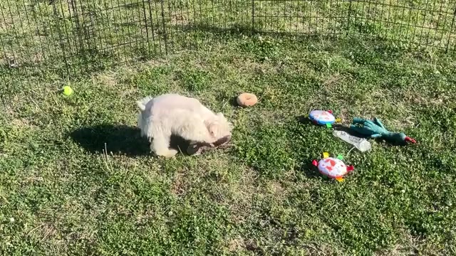 Video preview image #2 Schnauzer (Miniature) Puppy For Sale in BIG CABIN, OK, USA