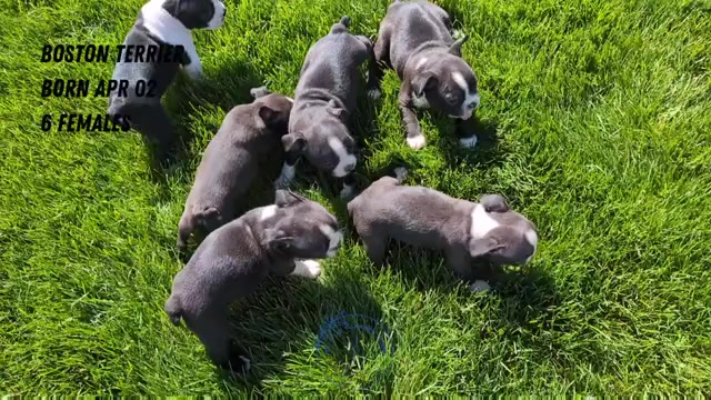 Video preview image #2 Boston Terrier Puppy For Sale in GOSHEN, IN, USA