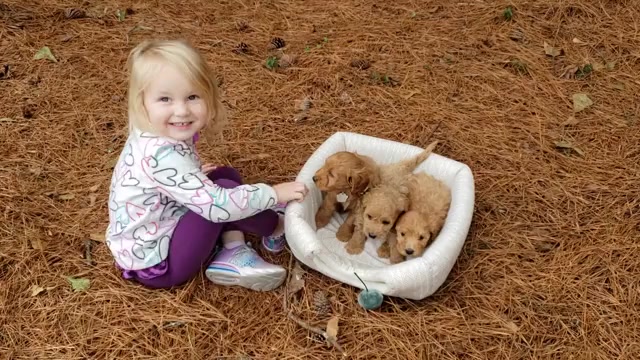 Video preview image #4  Breeder Profile in EVANS, GA, USA