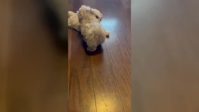 Video preview image #1 Pekingese-Poodle (Toy) Mix Puppy For Sale in FAYETTEVILLE, NC, USA