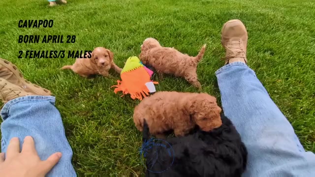 Video preview image #6 Cavapoo Puppy For Sale in GOSHEN, IN, USA