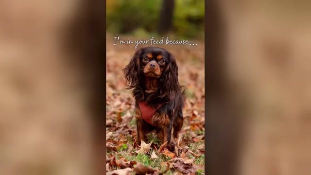 Video preview image #1  Breeder Profile in JACKSON, OH, USA