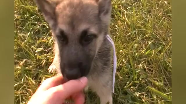 Video preview image #1 German Shepherd Dog Puppy For Sale in PIEDMONT, MO, USA