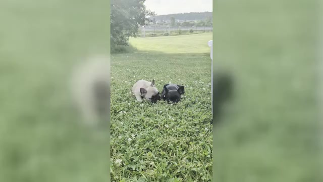 Video preview image #1 French Bulldog Puppy For Sale in WEST CHESTER, PA, USA