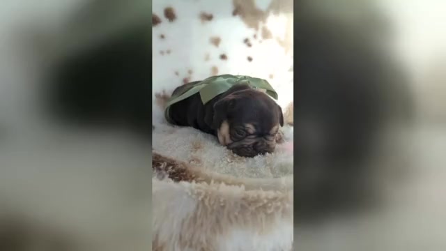 Video preview image #4 French Bulldog Puppy For Sale in CONROE, TX, USA
