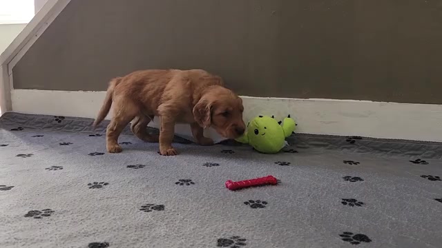 Video preview image #1 Golden Retriever Puppy For Sale in THOMASTON, ME, USA