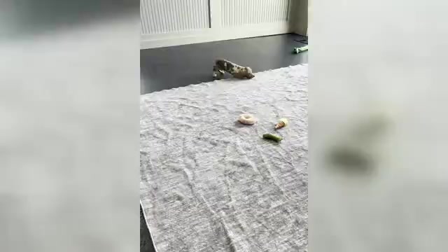 Video preview image #1 Dachshund Puppy For Sale in WARSAW, IN, USA