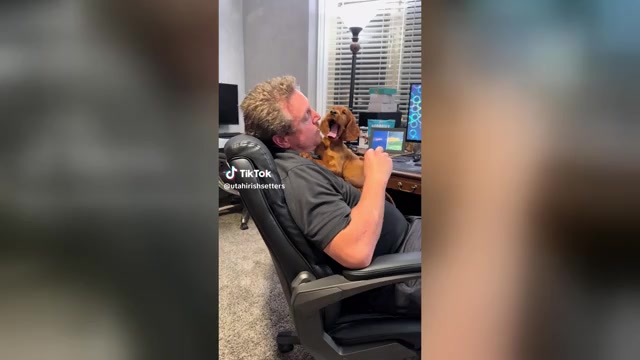 Video preview image #1 Irish Setter Puppy For Sale in OREM, UT, USA