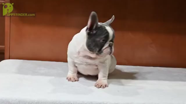 Video preview image #2 French Bulldog Puppy For Sale in DECATUR, GA, USA