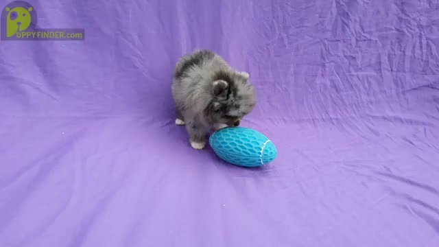 Video preview image #2 Pomeranian Puppy For Sale in WEST PALM BEACH, FL, USA