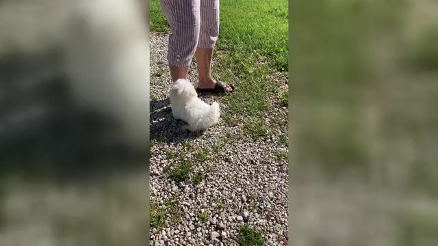 Video preview image #1 Maltese Puppy For Sale in FREDONIA, KS, USA