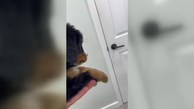 Video preview image #1 Bernese Mountain Dog Puppy For Sale in DUNDEE, OH, USA