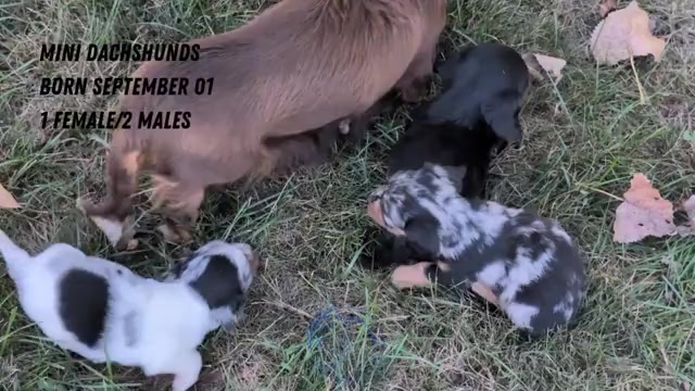 Video preview image #3 Dachshund Puppy For Sale in GOSHEN, IN, USA