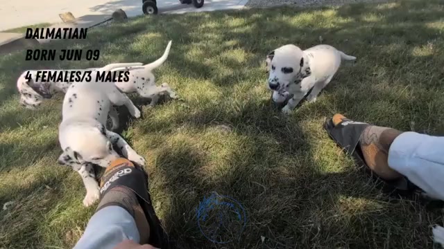 Video preview image #5 Dalmatian Puppy For Sale in GOSHEN, IN, USA