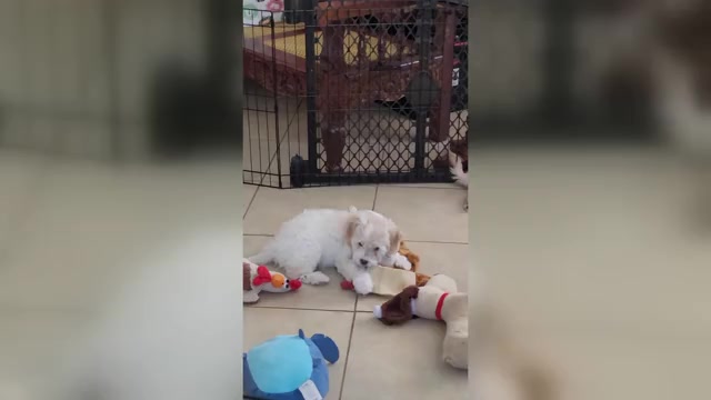 Video preview image #2 Lhasa Apso Puppy For Sale in PHOENIX, AZ, USA