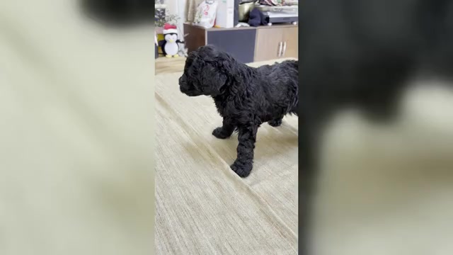 Video preview image #6 Poodle (Miniature) Puppy For Sale in EAST AMHERST, NY, USA