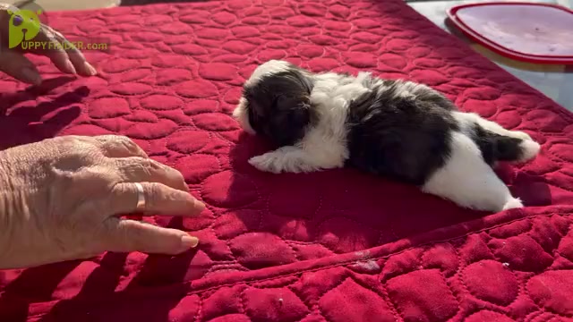 Video preview image #8 Shih Tzu Puppy For Sale in MOORESVILLE, NC, USA