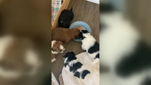Video preview image #2 Shih Tzu Puppy For Sale in KETTLE FALLS, WA, USA