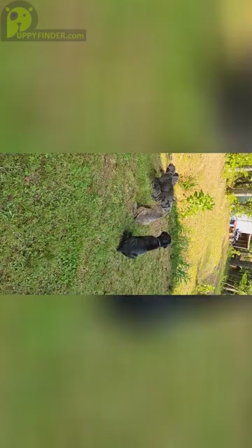 Video preview image #8 Cane Corso Puppy For Sale in DOUGLASVILLE, GA, USA