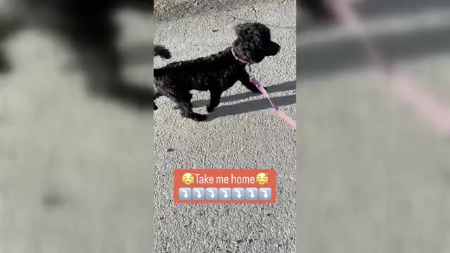 Video preview image #1 Poodle (Miniature) Puppy For Sale in DEARY, ID, USA