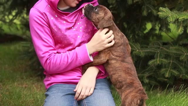 Video preview image #1 Boxer Puppy For Sale in SHIPSHEWANA, IN, USA