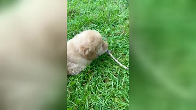 Video preview image #4 Aussiedoodle-Labradoodle Mix Puppy For Sale in BRYANTOWN, MD, USA