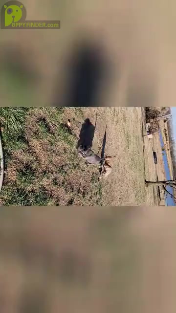 Video preview image #5 American Bully Puppy For Sale in MARTELL, NE, USA