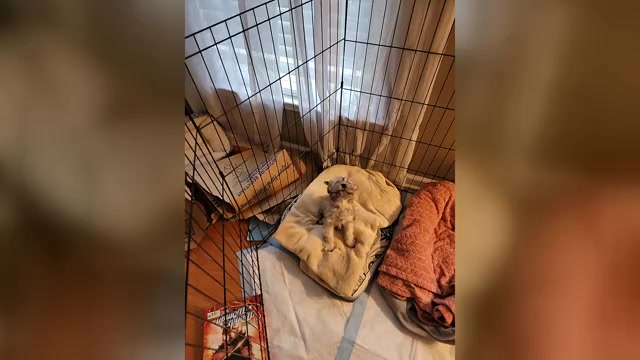 Video preview image #1 Schnauzer (Miniature) Puppy For Sale in ATLANTA, GA, USA